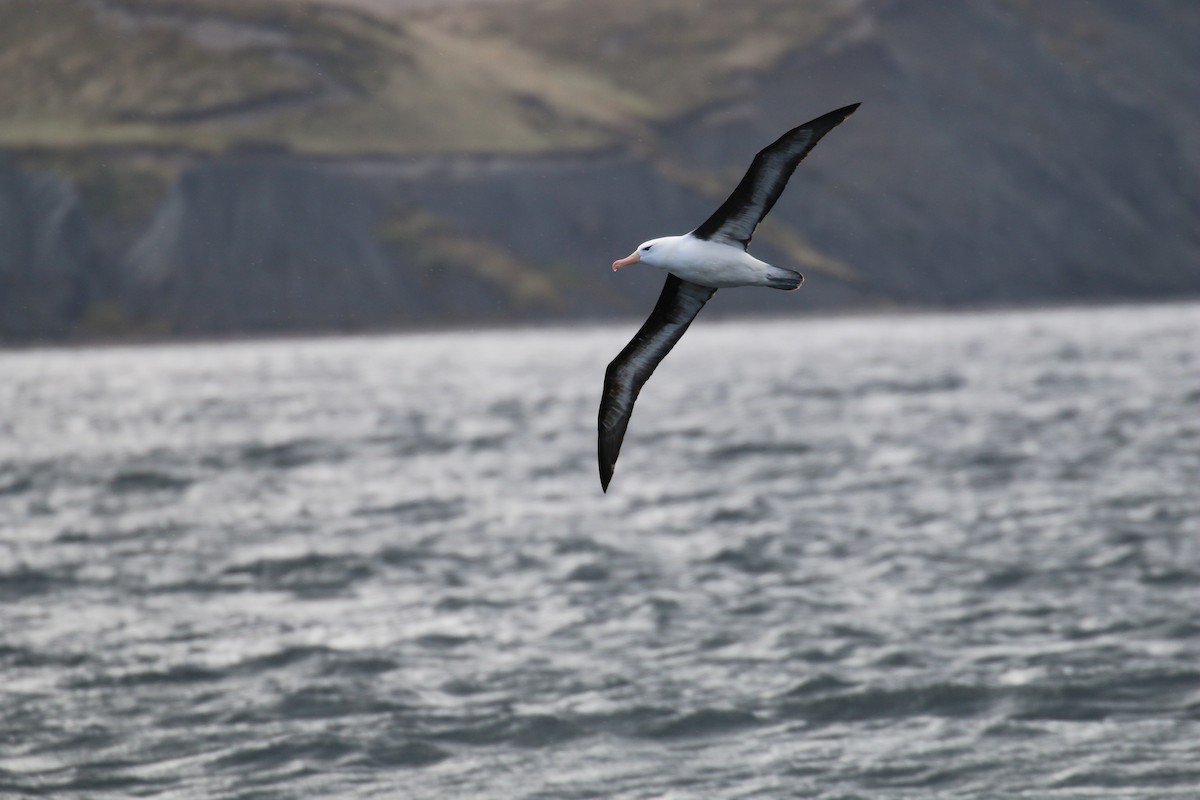 Black-browed Albatross - ML70048901