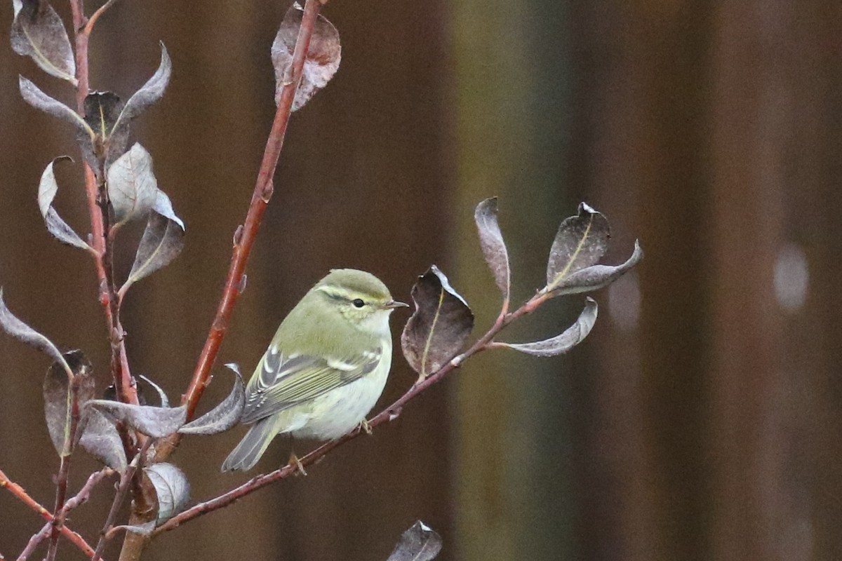 Yellow-browed Warbler - ML70049191