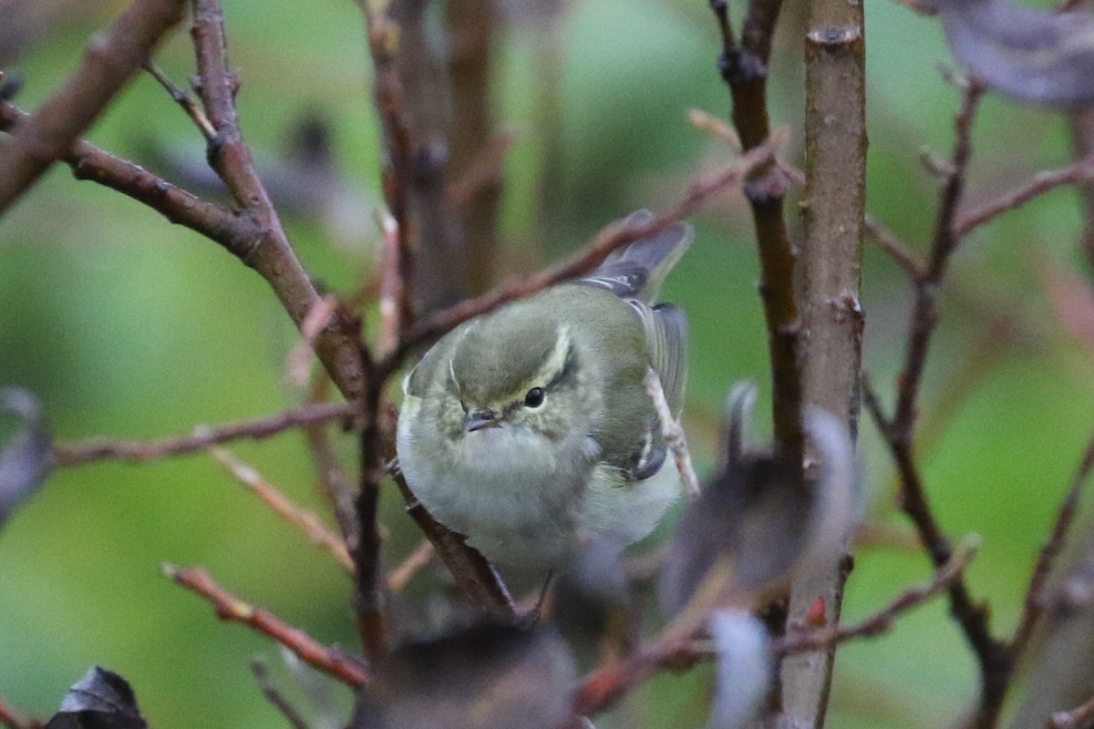 Yellow-browed Warbler - ML70049201