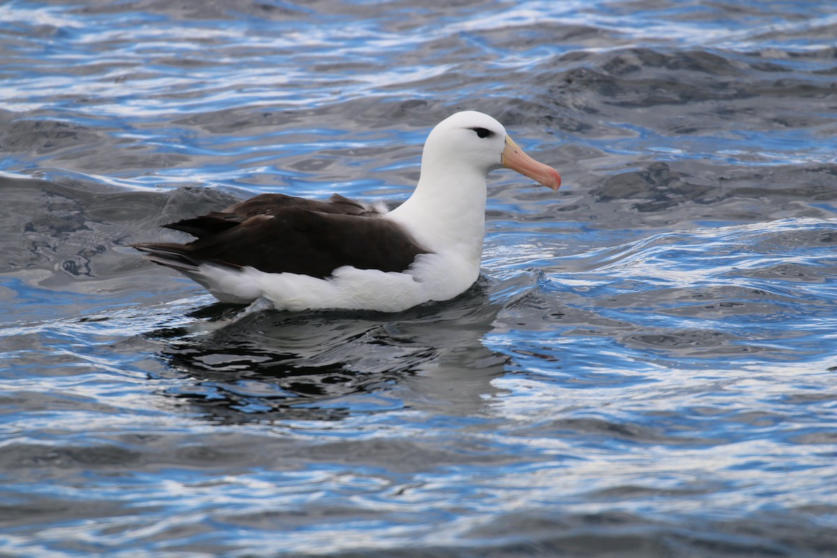 Black-browed Albatross - Alec Hopping