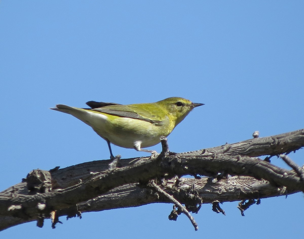 Tennessee Warbler - Tom Edell