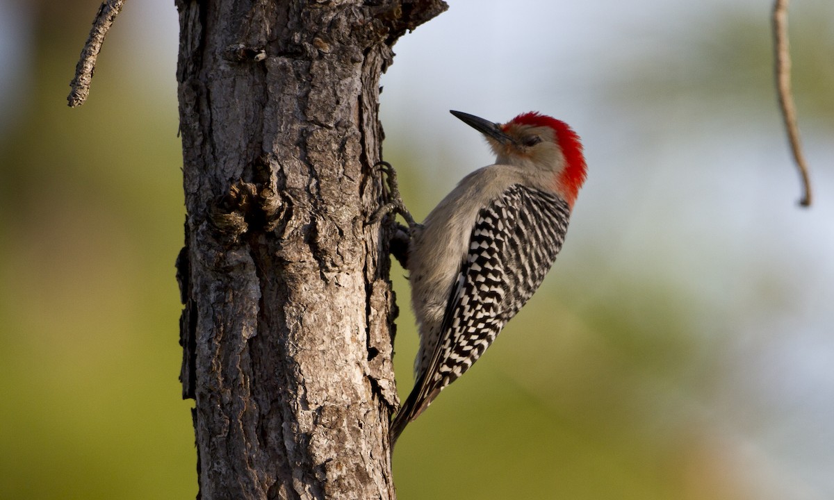 Red-bellied Woodpecker - ML70052471
