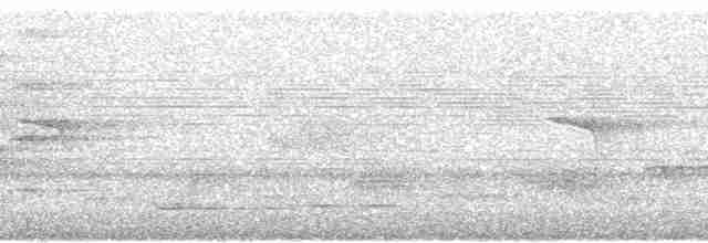 regnbueparakitt (picta) - ML70053