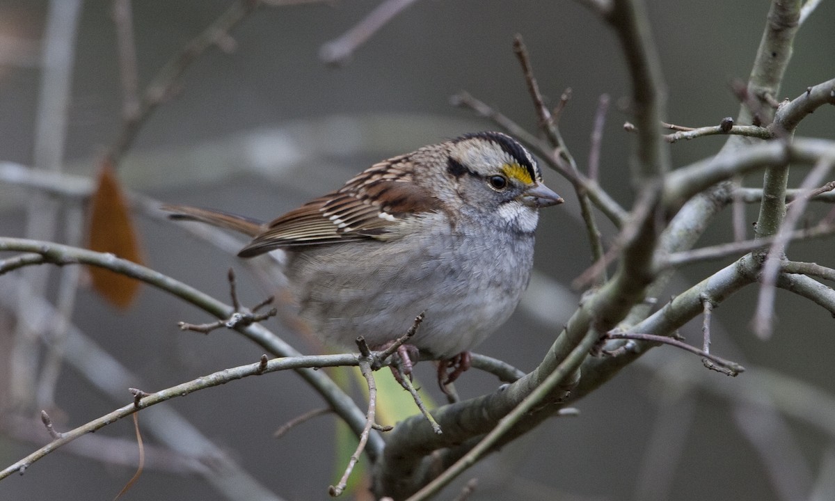 White-throated Sparrow - Brian Sullivan