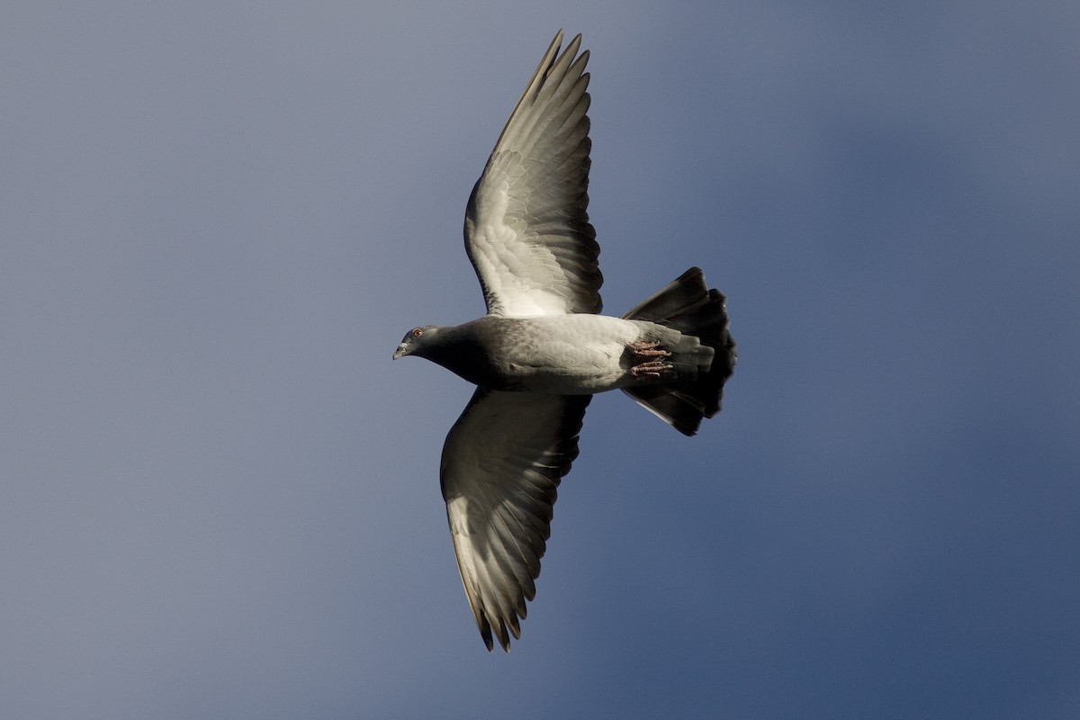 Rock Pigeon (Feral Pigeon) - Brian Sullivan