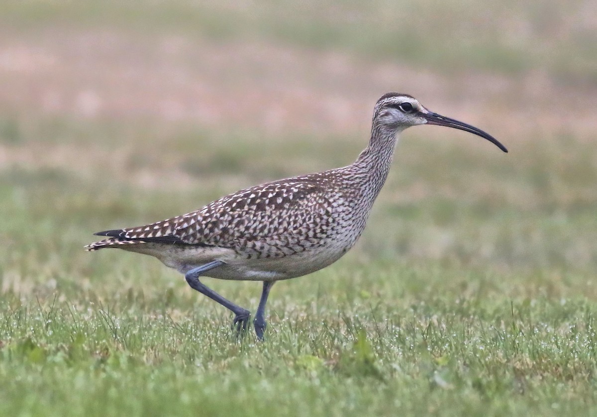 Whimbrel - Keith Lowe