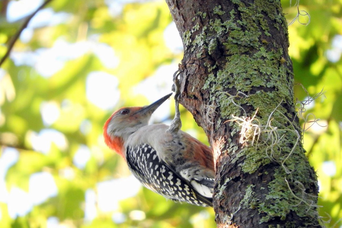 Red-bellied Woodpecker - Milton Hobbs
