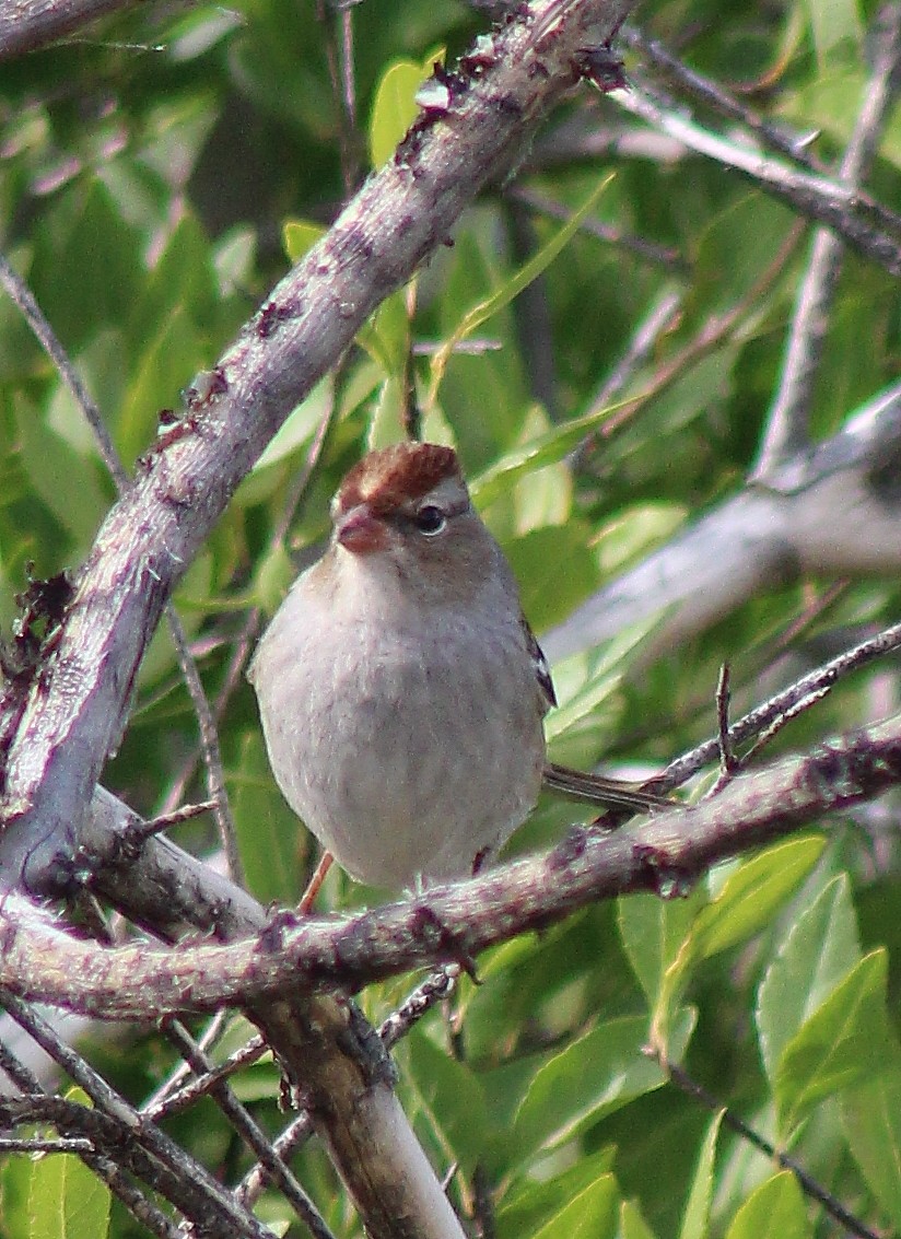 Chipping Sparrow - alison rodgers
