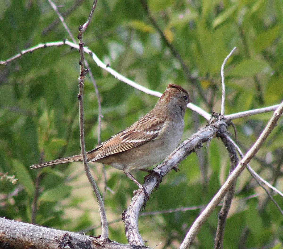 Chipping Sparrow - ML70056731