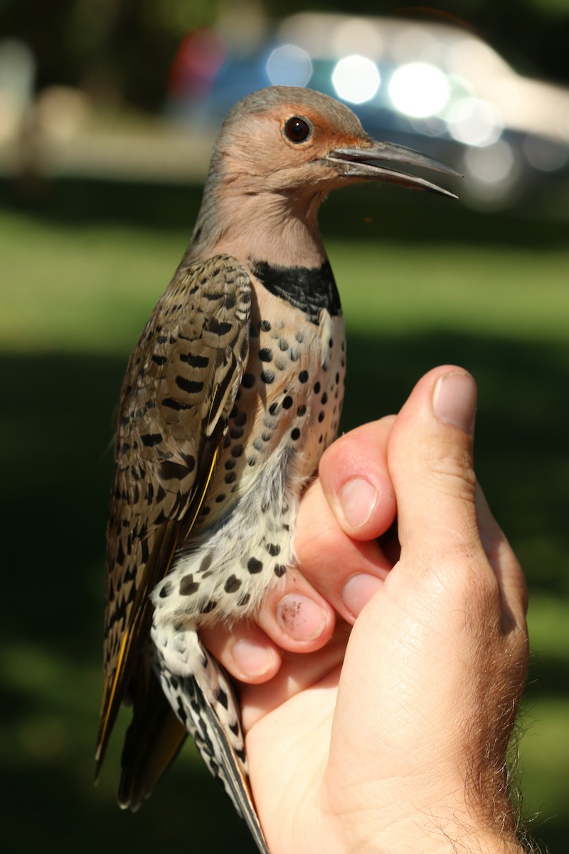 Northern Flicker (Yellow-shafted) - Nate Marchessault