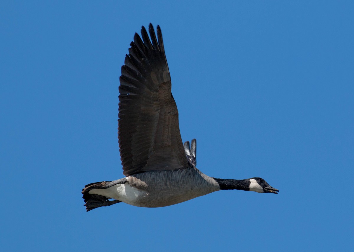 Canada Goose (moffitti/maxima) - Paul Fenwick