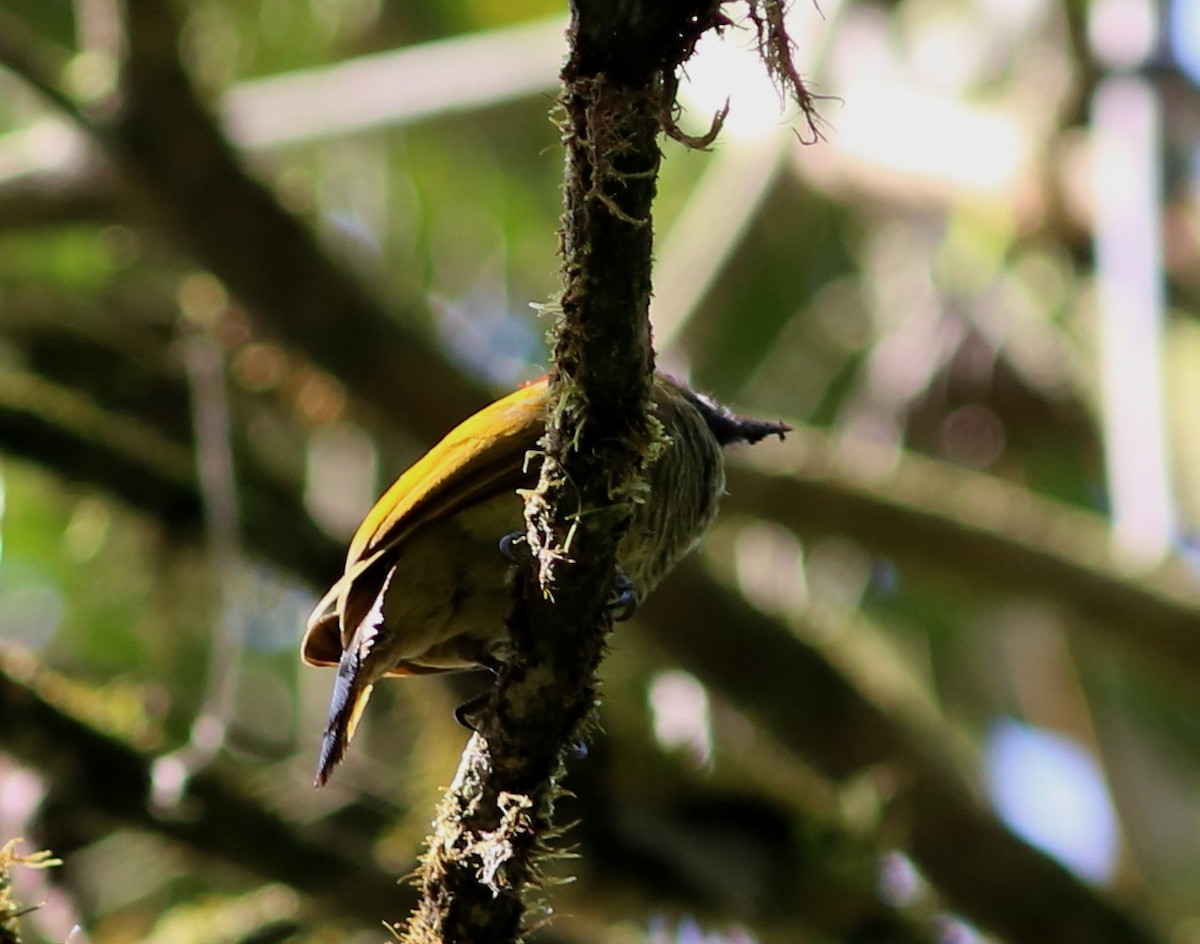 Yellow-vented Woodpecker - ML70060031
