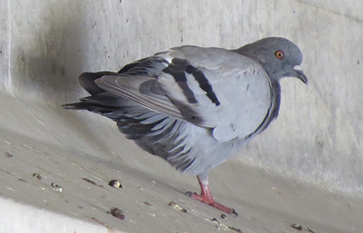 Rock Pigeon (Feral Pigeon) - Linda Grebe 🦅