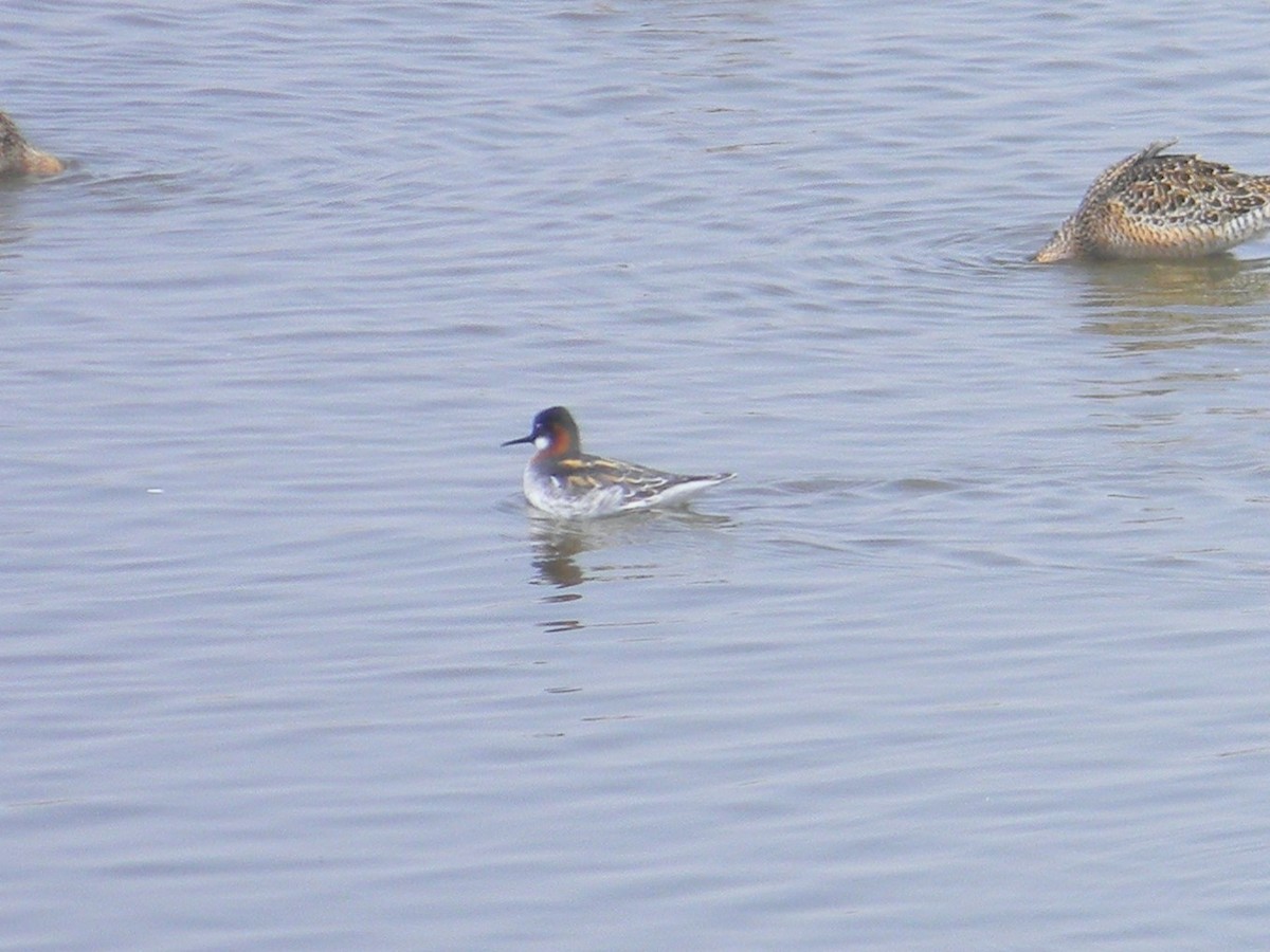 Red-necked Phalarope - Will Kennerley