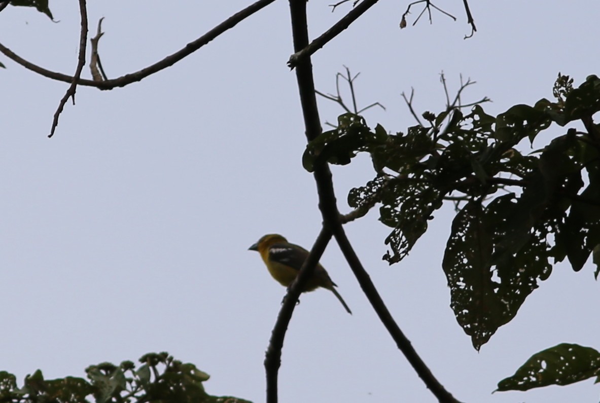 White-winged Tanager - ML70063071