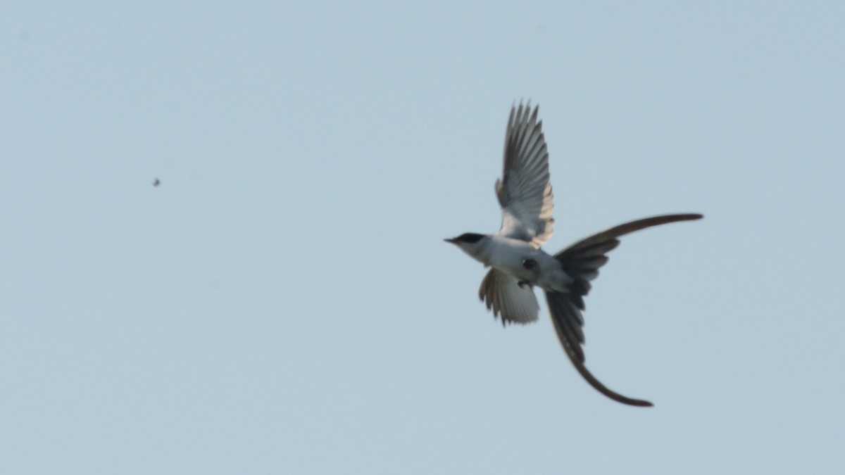 Fork-tailed Flycatcher - Mark Field