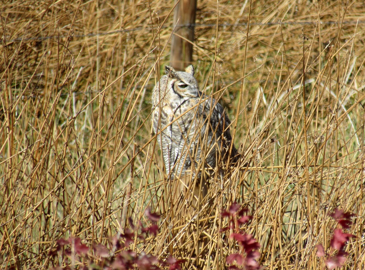Great Horned Owl - ML70070331
