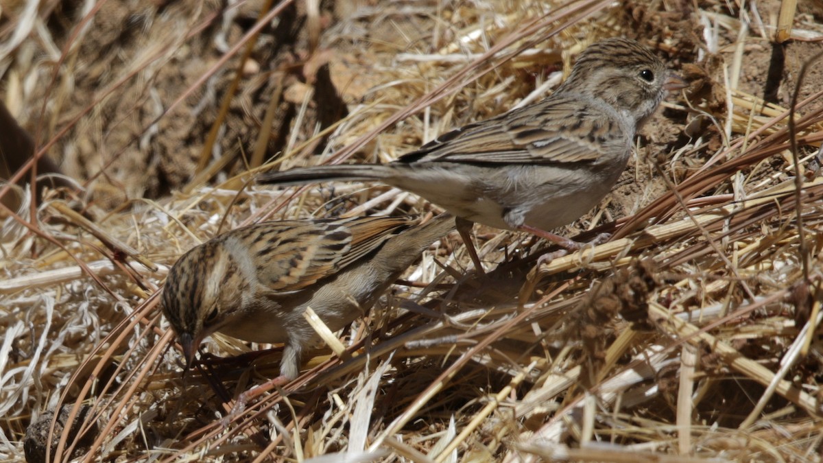 Clay-colored Sparrow - Mark Scheel