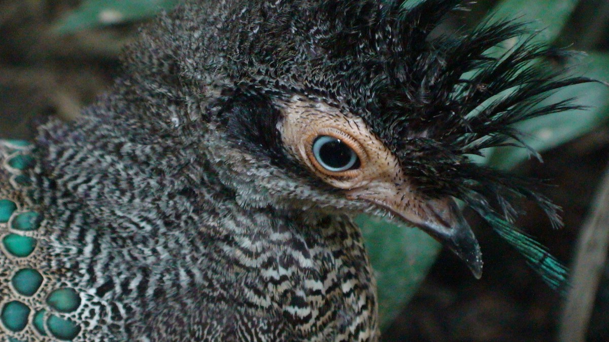 Malayan Peacock-Pheasant - JONATHAN BEILBY