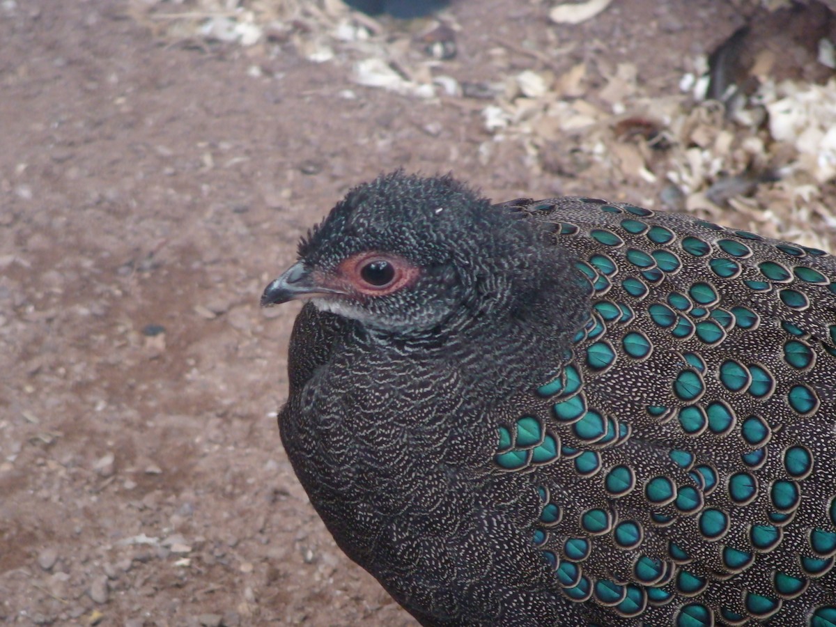Germain's Peacock-Pheasant - JONATHAN BEILBY
