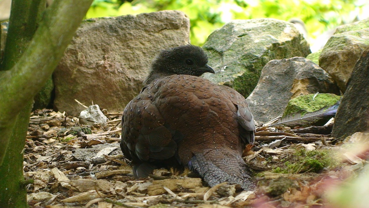 Mountain Peacock-Pheasant - JONATHAN BEILBY