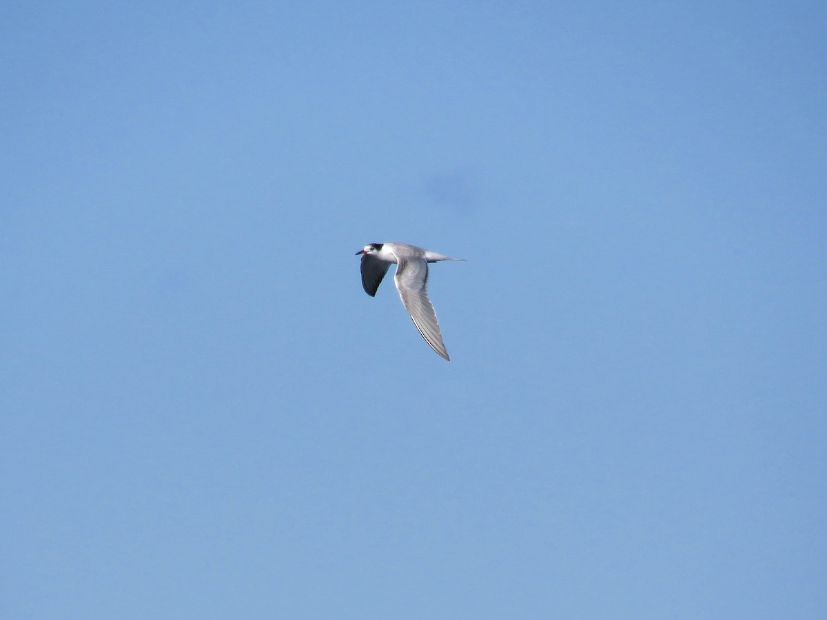 Common Tern - ML70071971
