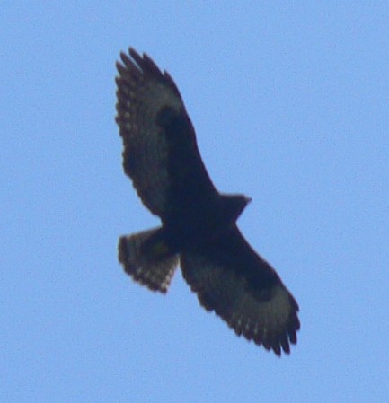 Short-tailed Hawk - Nicholas Sly