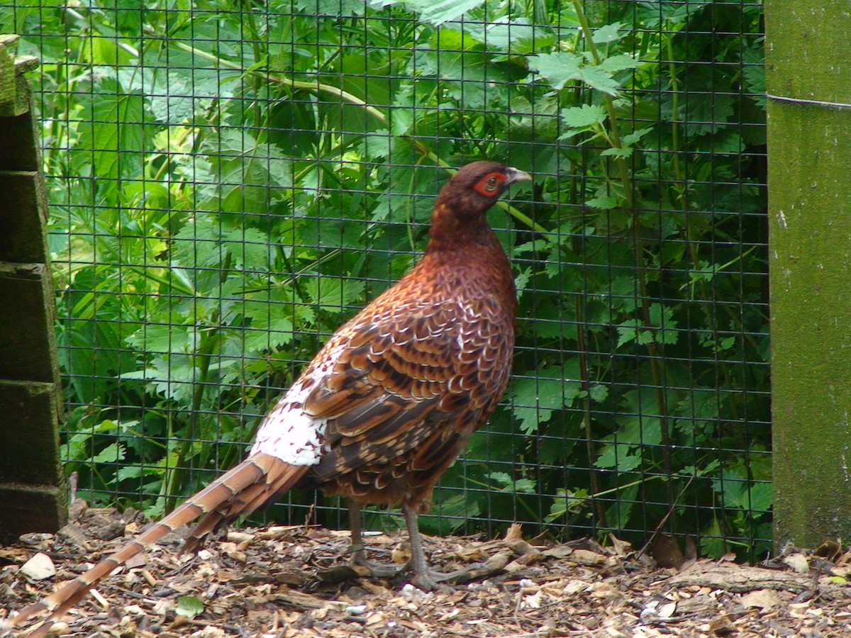 Copper Pheasant - JONATHAN BEILBY