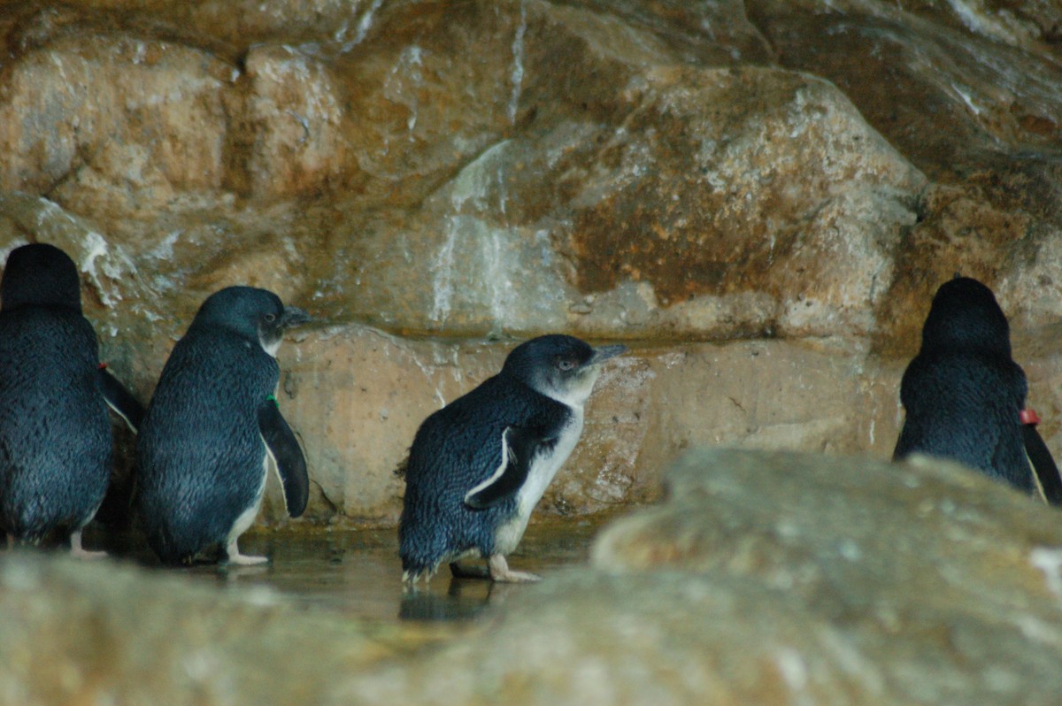 Little Penguin - JONATHAN BEILBY