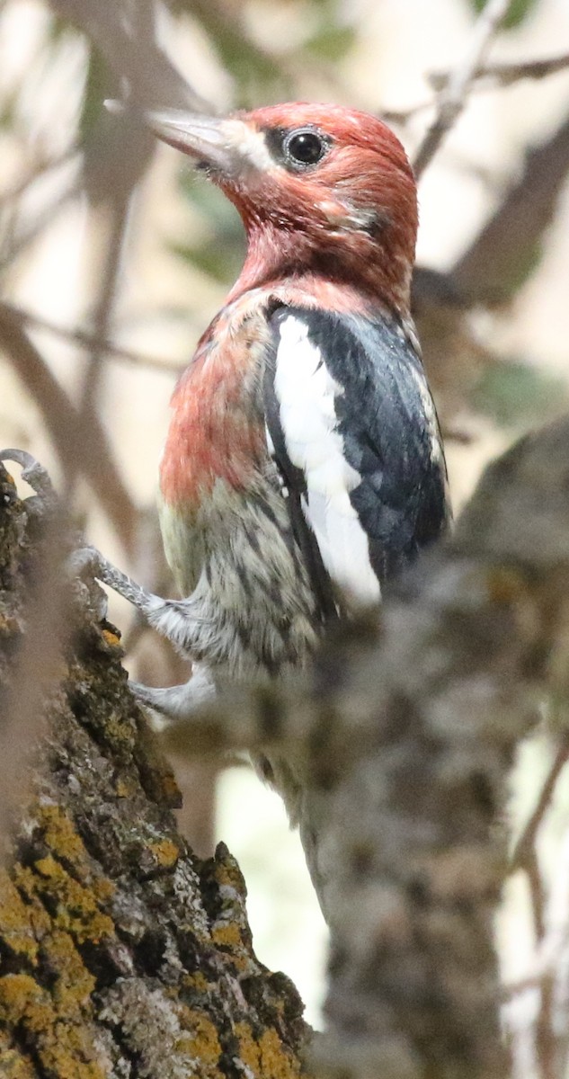 Red-breasted Sapsucker - Debby Parker