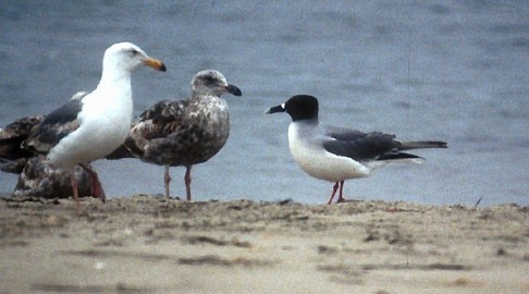 Swallow-tailed Gull - ML70075201