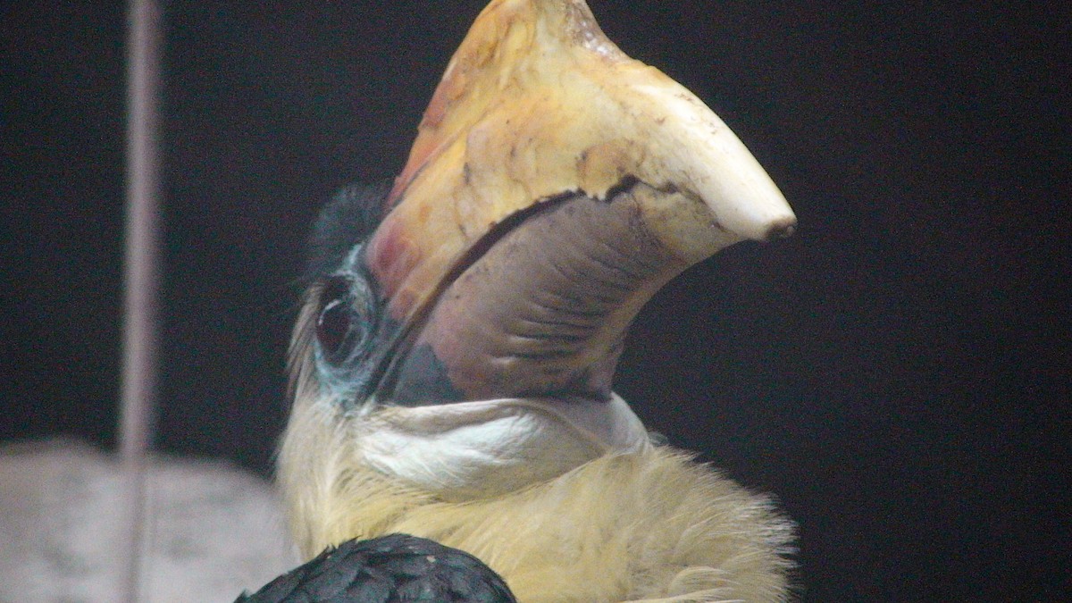 Wrinkled Hornbill - JONATHAN BEILBY