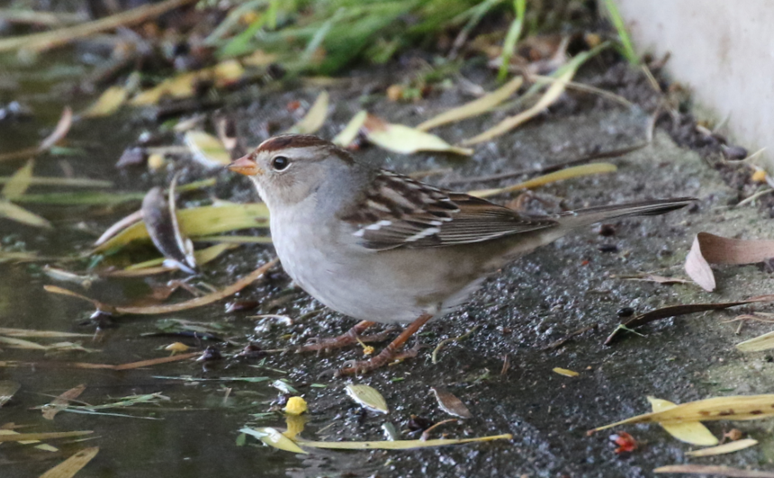 White-crowned Sparrow - ML70077351