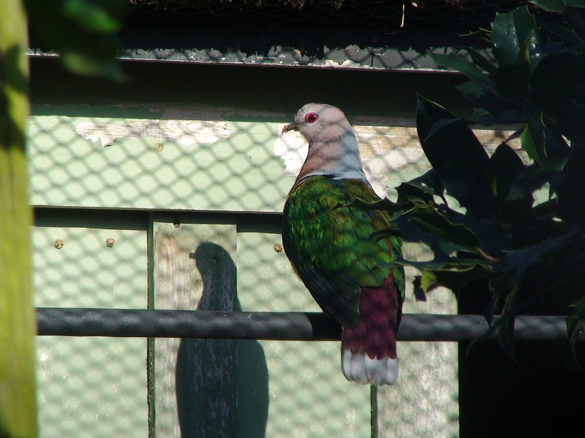 Purple-tailed Imperial-Pigeon - JONATHAN BEILBY