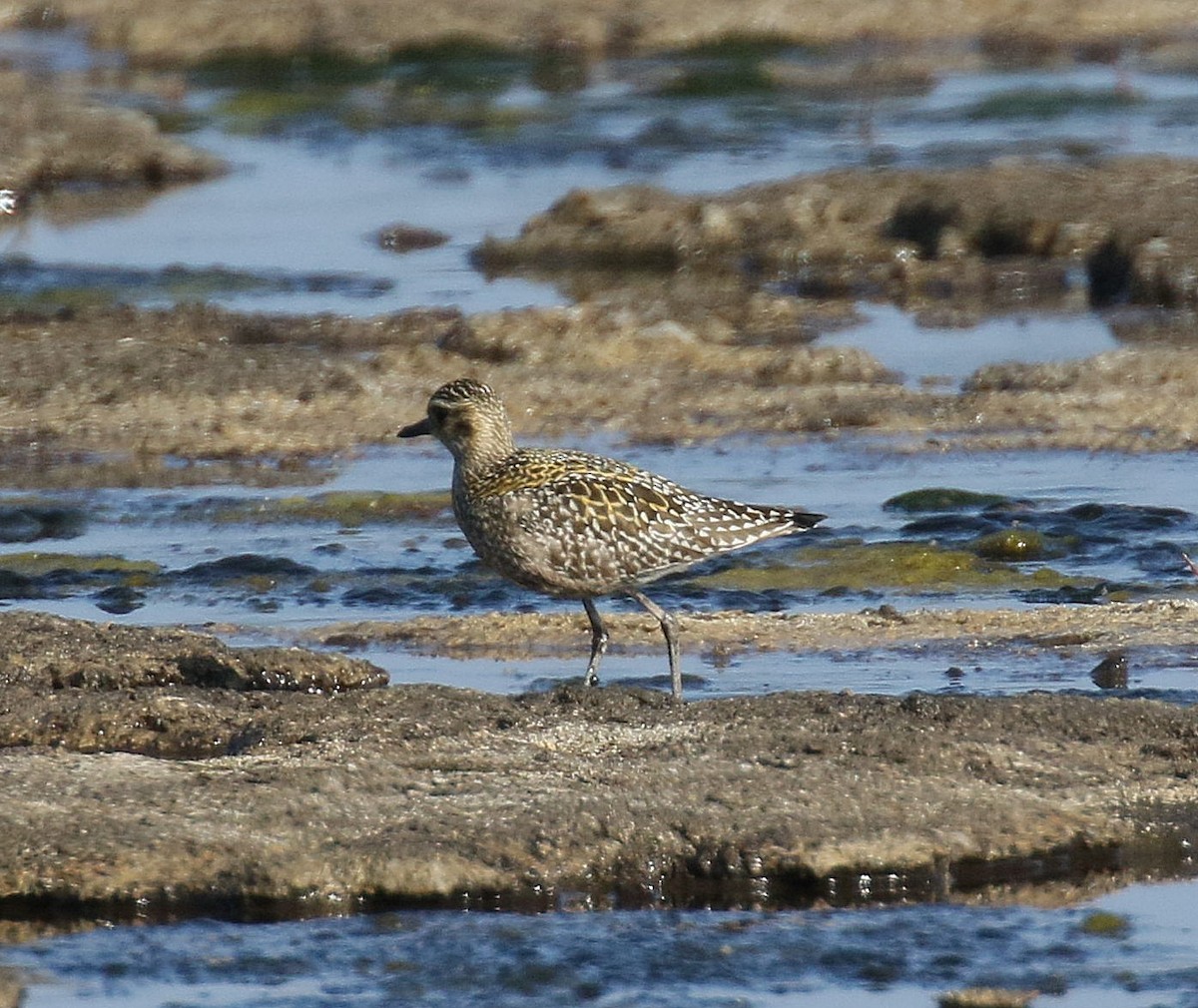 Pacific Golden-Plover - Kenneth Trease
