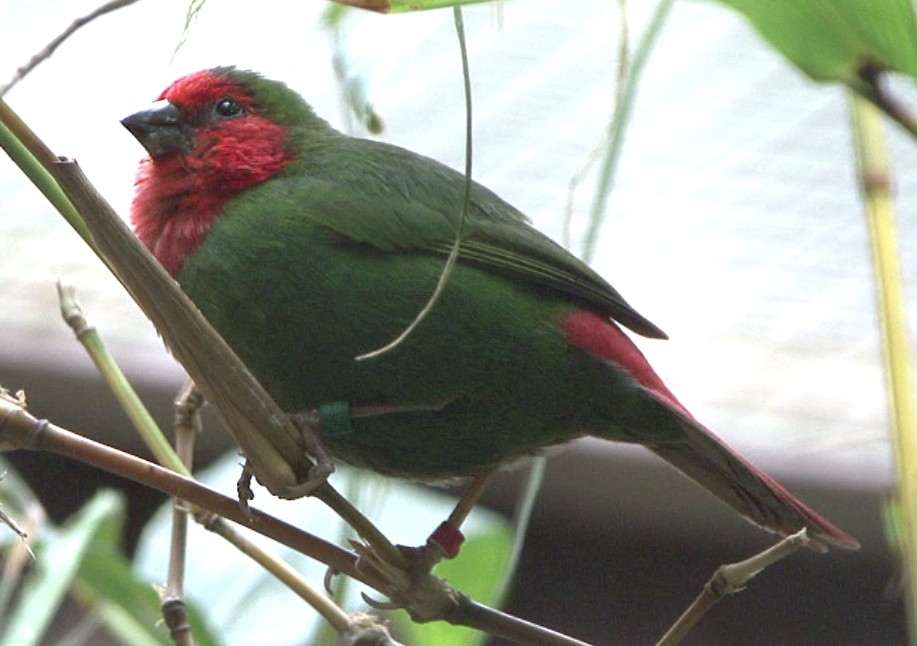 Red-throated Parrotfinch - Josep del Hoyo