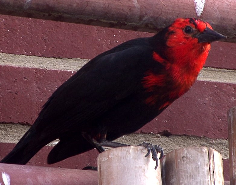 Scarlet-headed Blackbird - Josep del Hoyo