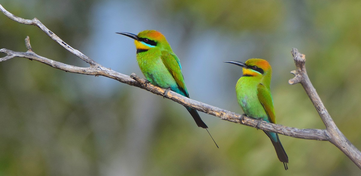 Rainbow Bee-eater - Chris Wills