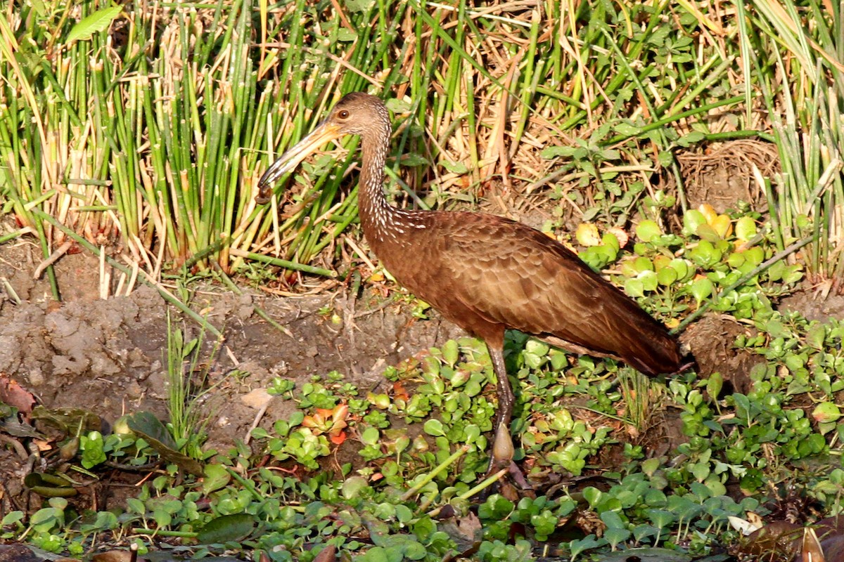 Limpkin (Brown-backed) - Benoit Maire