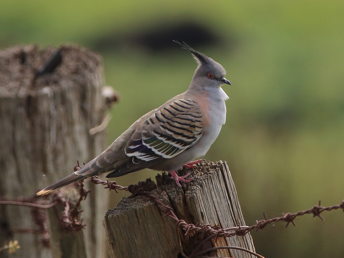 Crested Pigeon - ML70087181