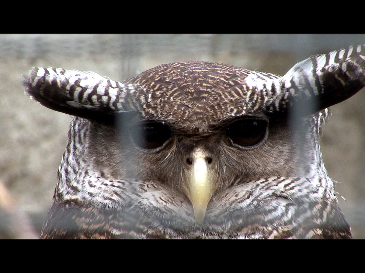 Spot-bellied Eagle-Owl - Josep del Hoyo