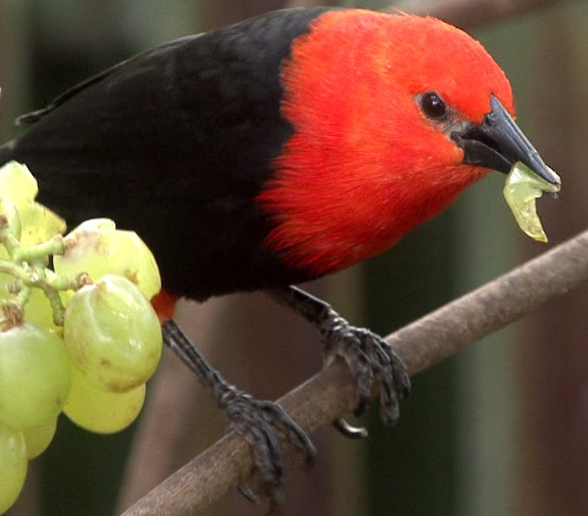Scarlet-headed Blackbird - Josep del Hoyo