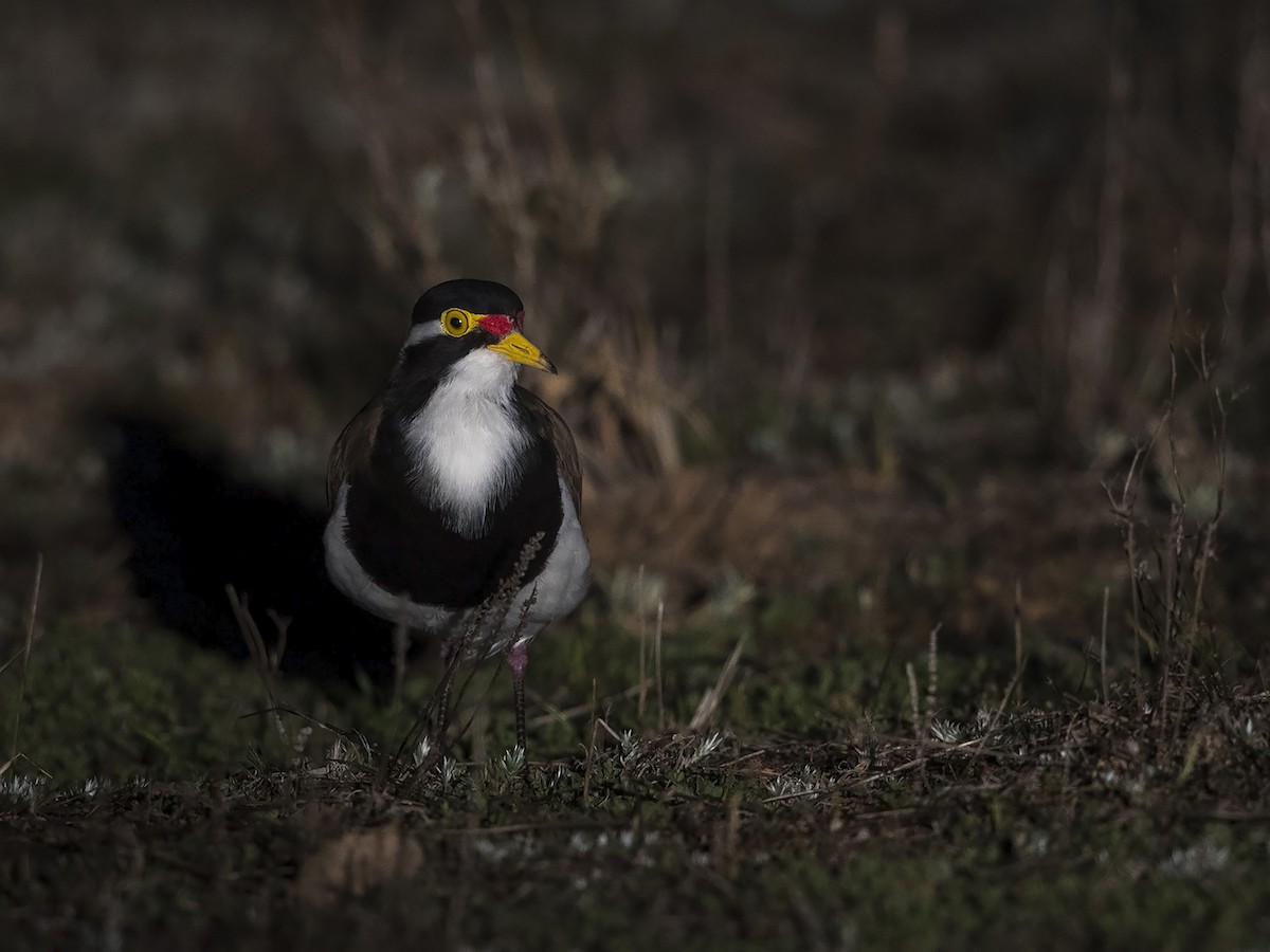 Banded Lapwing - Niall D Perrins
