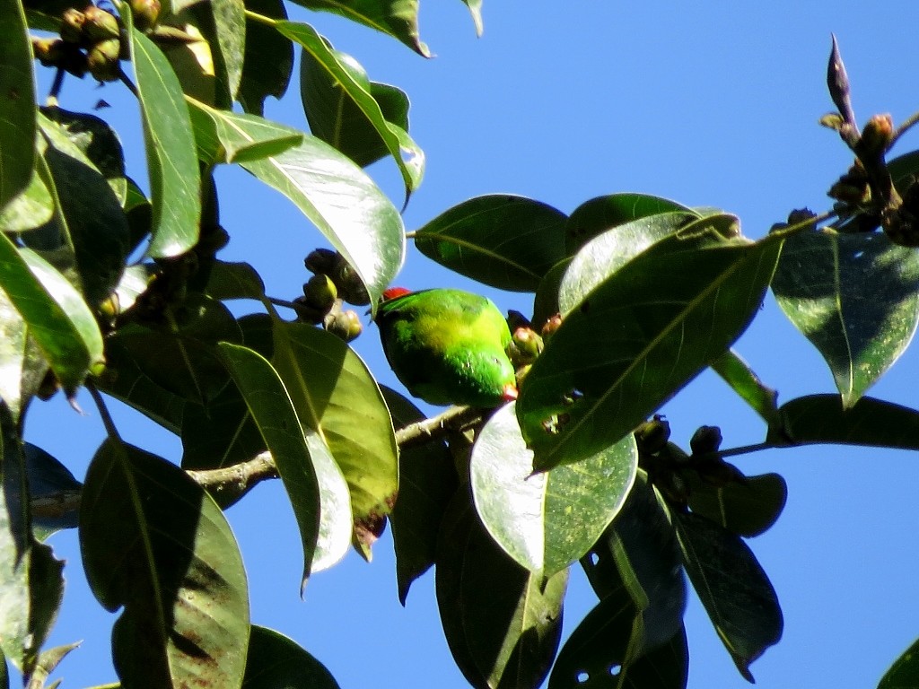 Yellow-throated Hanging-Parrot - steve jones