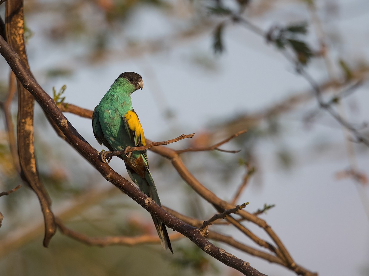 Hooded Parrot - Niall D Perrins