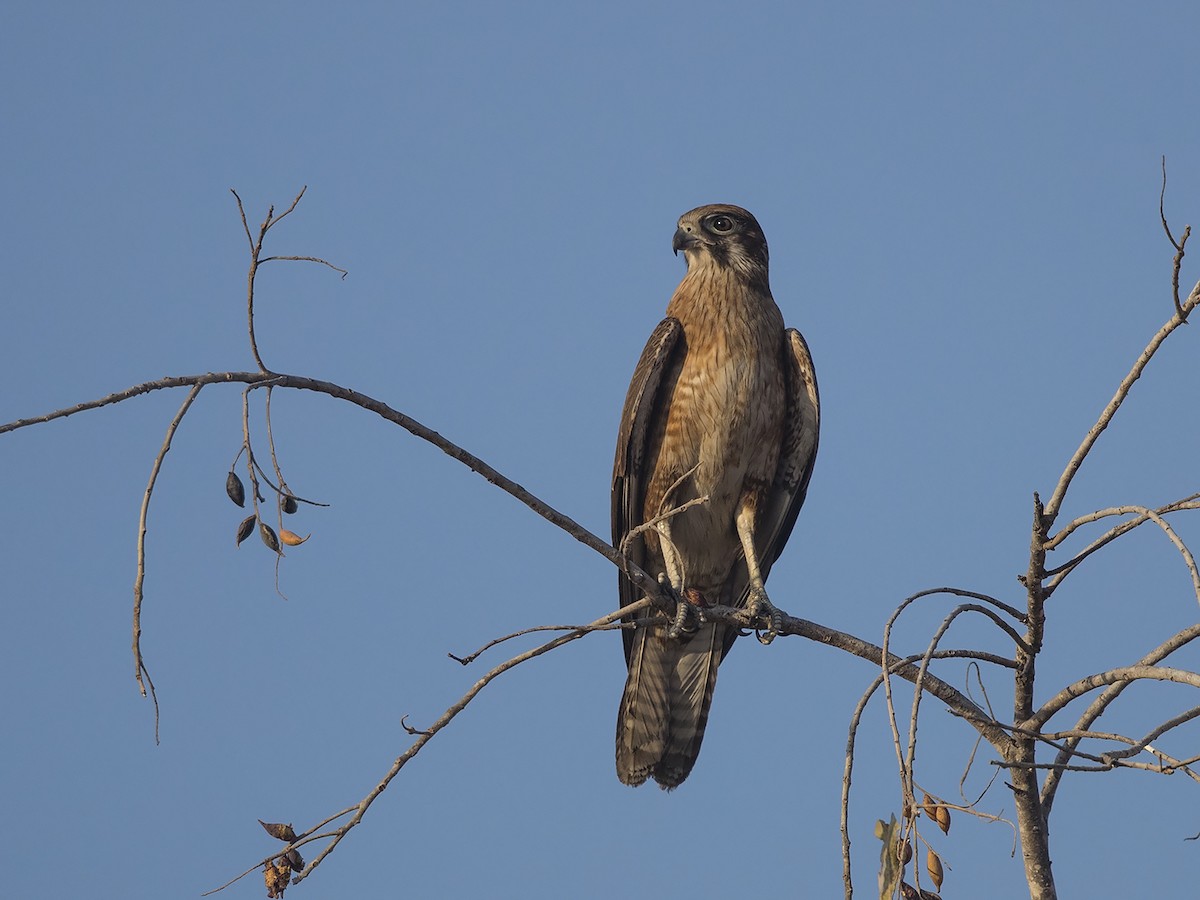 Brown Falcon - Niall D Perrins