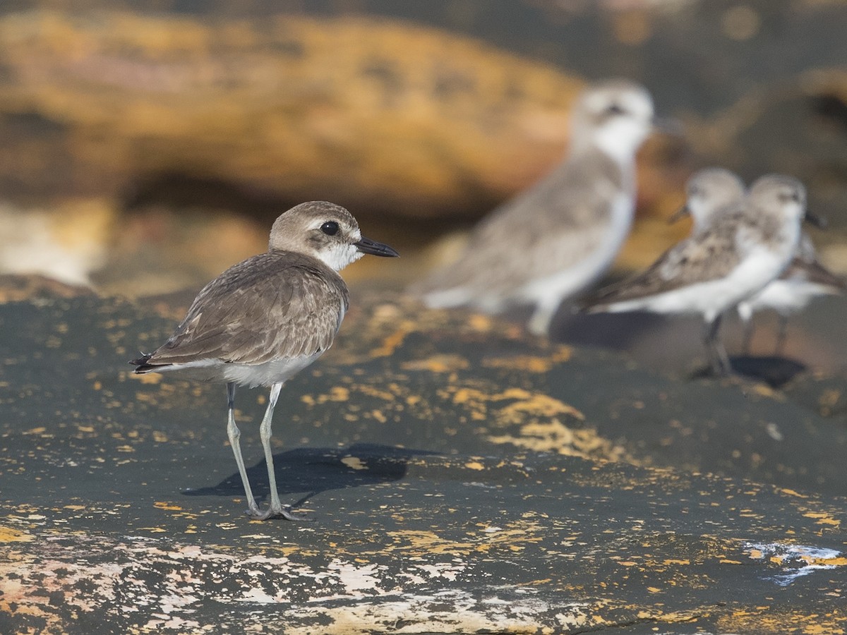 Greater Sand-Plover - Niall D Perrins