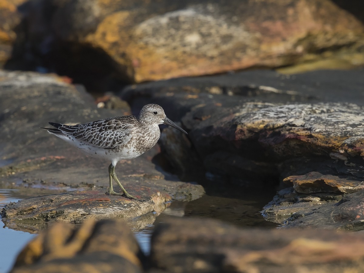 Great Knot - ML70089161