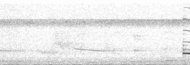 Graubrust-Ameisendrossel - ML70092