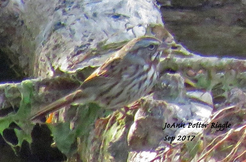 Song Sparrow - JoAnn Potter Riggle 🦤